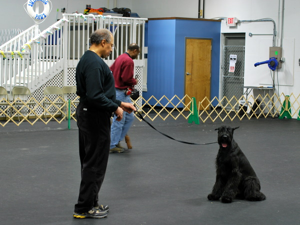 Intermediate Obedience Class