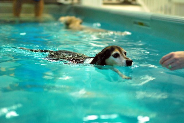 Swimming Paws Member Jordan