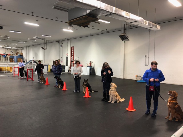 Our Canine Good Citizen (CGC) and Advanced Class