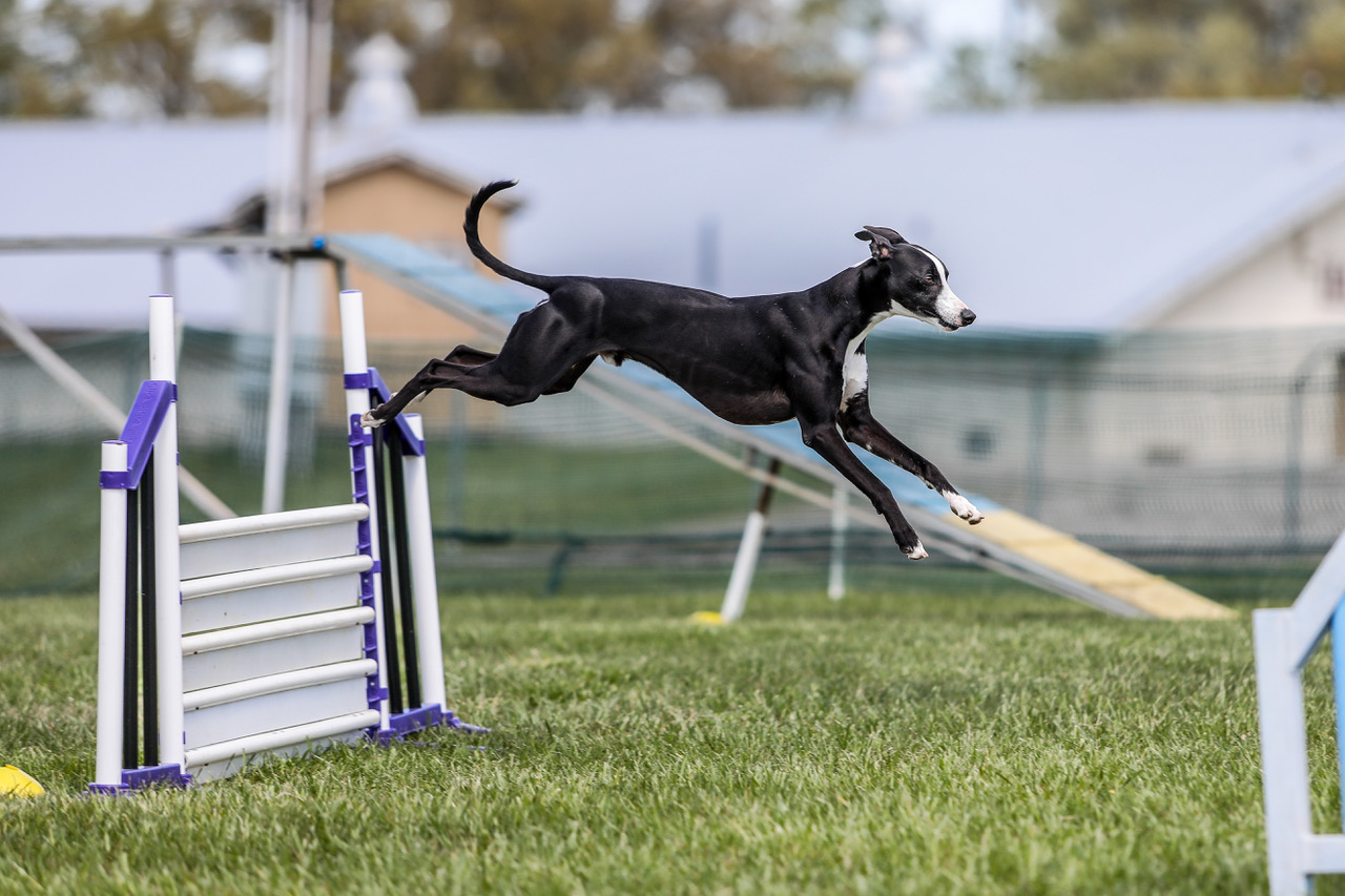 Radar Jumping in Agility