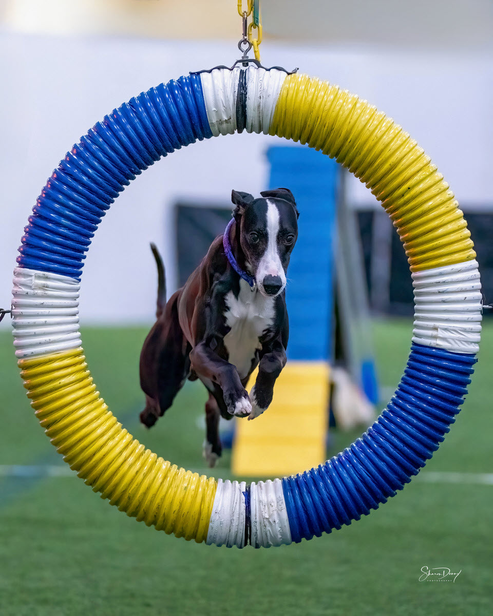 Radar jumping through the tire in Agility