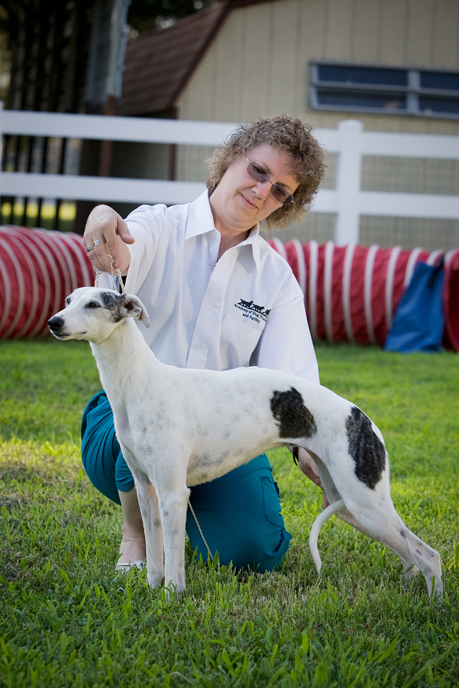 Janine, our Handling Instructor, showing Houdini, a whippet!